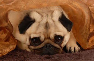 Pug Hiding Under Blanket