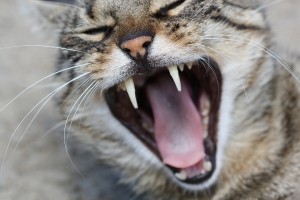 bigstock-A-domestic-cat-yawning--45054664