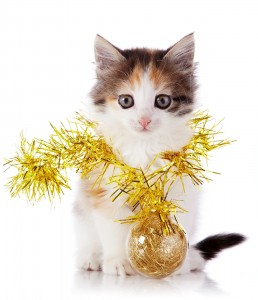 bigstock-Kitten-With-A-Festive-Garland--50267561