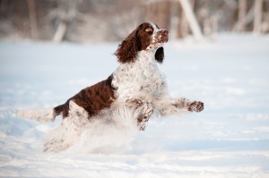 bigstock-springer-spaniel-dog-jumps-in--44348260