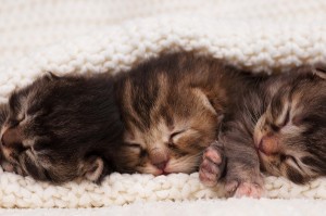 Newborn kittens