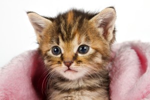 Kitten in pink blanket looking alert