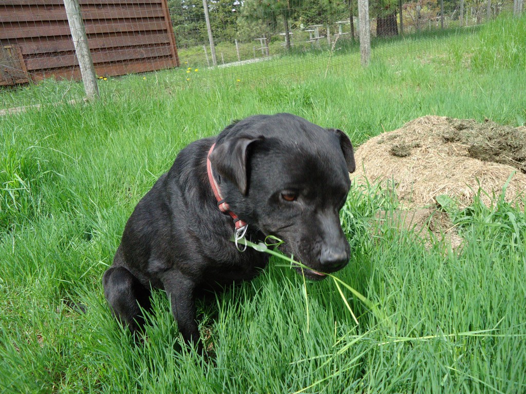 Why Do Dogs Eat Grass Dr Marty Becker   GracieGrazing 1024x768 