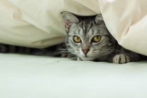 Grey Tabby Cat Hiding Under Quilt