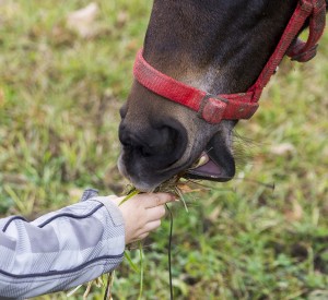 Child's Hand Gives Grass To Hors's Snout