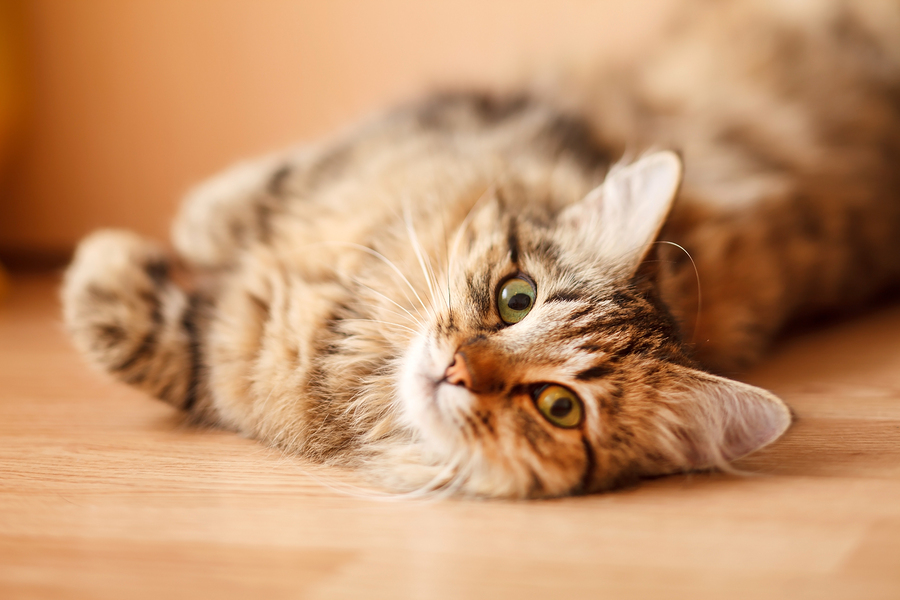 What you need to know before declawing your cat Dr. Marty Becker