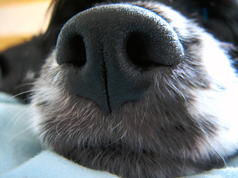 What to do about canine nosebleeds - Dr. Marty Becker