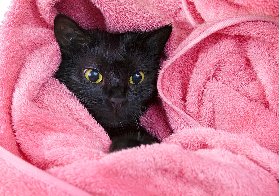 10 Low Stress Tips For Bathing And Grooming A Cat Dr Marty Becker