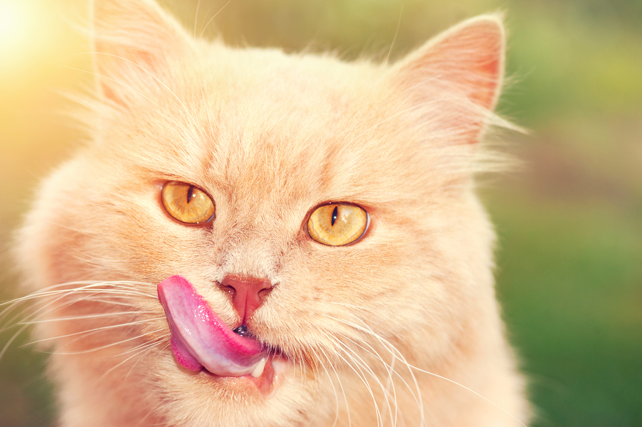 Do bug-eating cats bite off more than they can chew? - Dr. Marty Becker