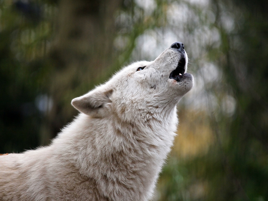 Why dogs bark but wolves don't - Dr. Marty Becker