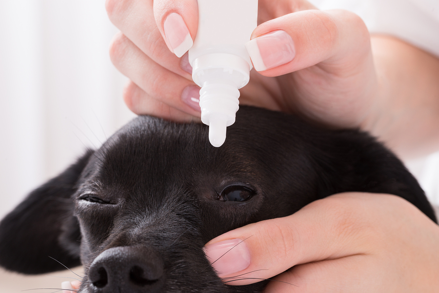 Nationwide recall of contaminated pet eye drops - Dr. Marty Becker