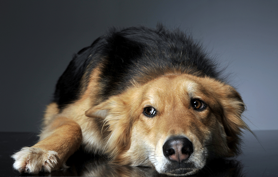 Is zolpidem toxic to dogs