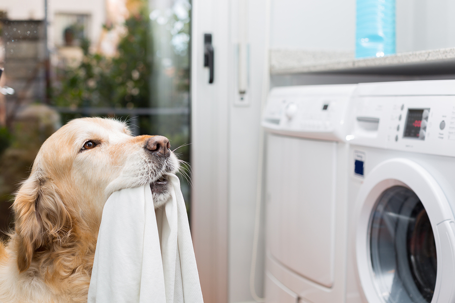 How the washing machine can make your dog itch