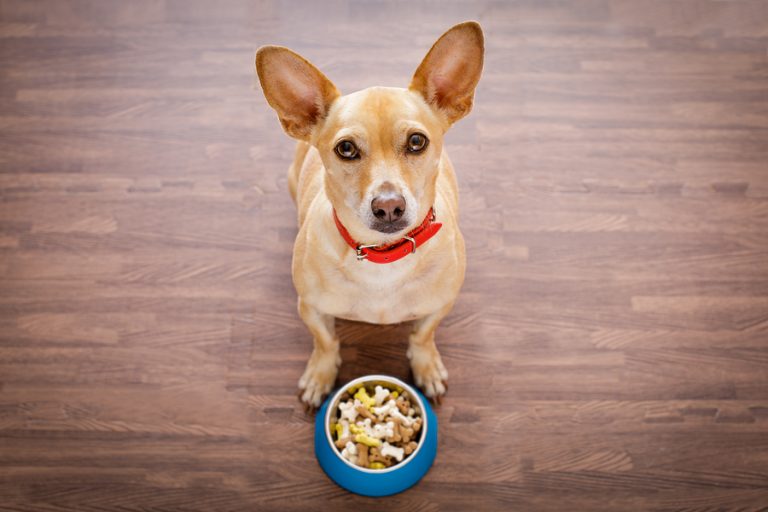 can-we-talk-about-grains-in-pet-food-dr-marty-becker