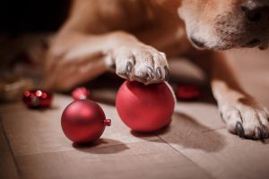 What to do when your dog eats glass - Dr. Marty Becker