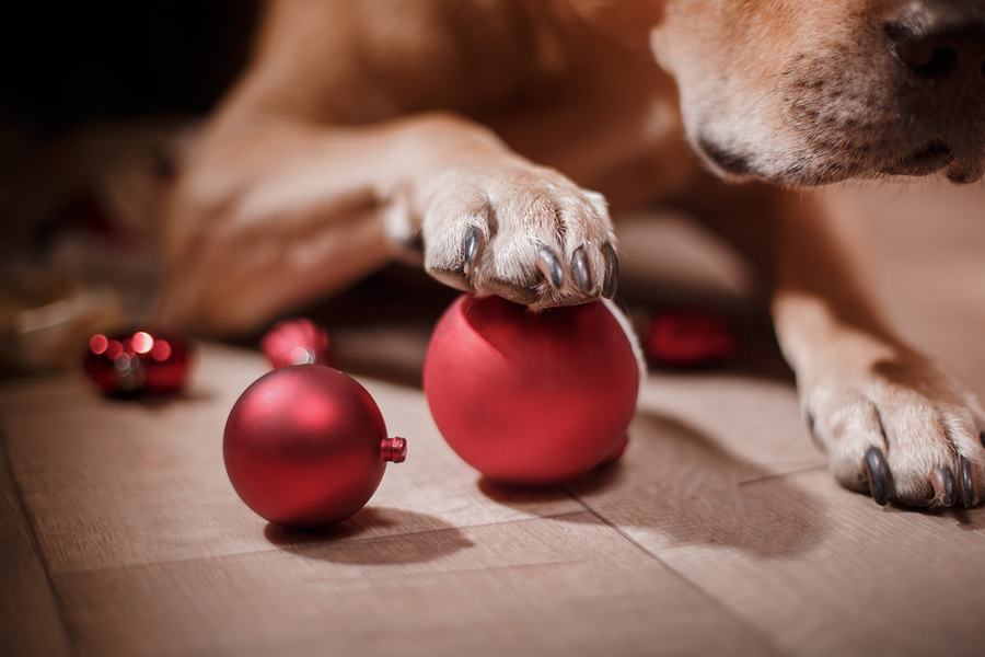 what happens if a dog eats a christmas tree