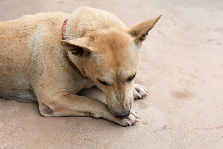Why Dogs Lick Their Feet And Legs And What To Do About It Dr Marty Becker