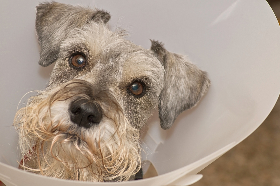 Sick hurt miniature schnauzer dog wears an Elizabethan after a vetrinary procedure