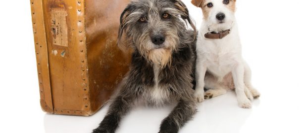 JACK RUSSELL AND SHEEPDOG NEXT TO A VINTAGE SUITCASE. ISOLATED AGAINST WHITE BACKGROUND.