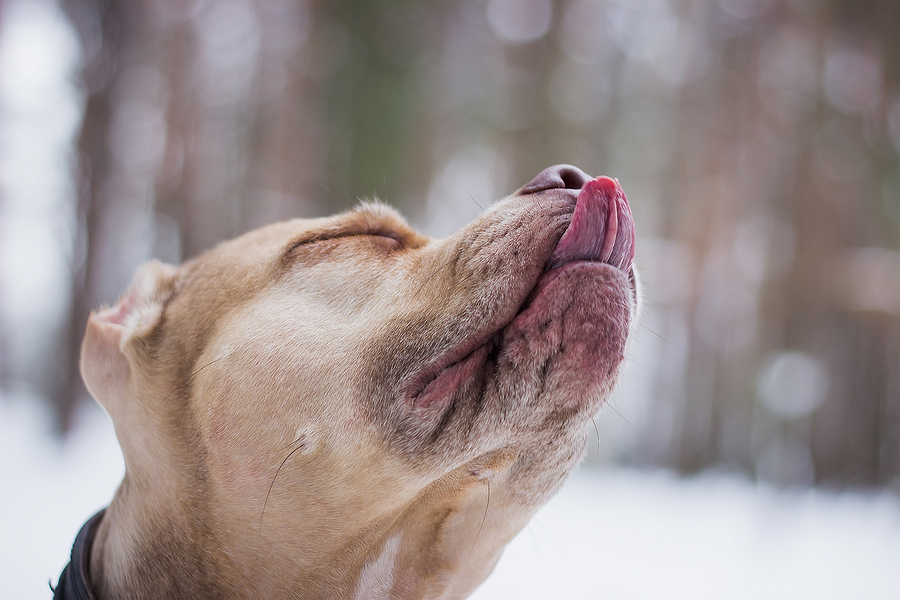 dog bloody nose sneezing